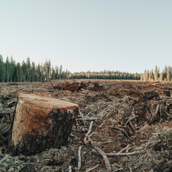 Why deforestation is bad Ngo 09